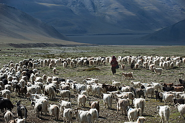 If not the land of milk and honey, the rangelands are still the province of milk, meat and wool, Ladakh, India, Asia