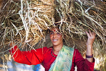 A woman carries a big pile of fodder home to feed the animals in Uttarakhand (Uttaranchal), India, Asia