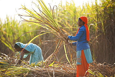 Women harvest sugarcane, Uttarakhand (Uttaranchal), India, Asia