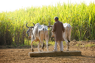 A man works with a traditional plough being pulled by cows surrounded by fields of sugarcane in Uttarakhand (Uttaranchal), India, Asia