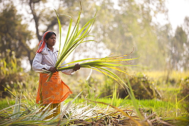 A woman harvests sugarcane, Uttarakhand (Uttaranchal), India, Asia