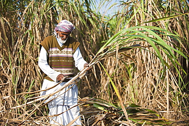 A man trims off the excess leaves from a bunch of sugarcane, Uttarakhand (Uttaranchal), India, Asia