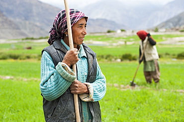 Women work with irrigation tools to even the flow of water into their wheat field, Ladakh, India, Asia