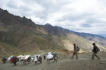 Pack horses laden with trekking equipment cross the Konze La on the Hidden Valleys trek, Ladakh, India, Asia