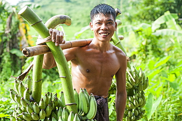 A mans carries freshly harvested bananas across a bamboo pole, Chittagong Hill Tracts, Bangladesh, Asia