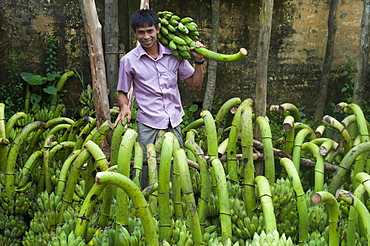 A man sells bananas in a small village in Rangamati, Chittagong Hill Tracts, Bangladesh, Asia