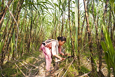 A girl strips away leaves from bamboo, Chittagong Hill Tracts, Bangladesh, Asia