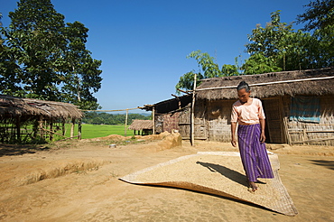 A woman dries wheat in the sun, Chittagong Hill Tracts, Bangladesh, Asia