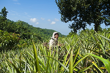 A Jhum farmer stands in a field of pineapple plants, Chittagong Hill Tracts, Bangladesh, Asia