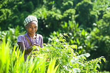 A woman collects chillies in the Chittagong Hill Tracts, Bangladesh, Asia