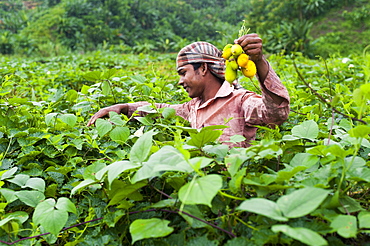 A man collects squashes in the Chittagong Hill Tracts, Bangladesh, Asia