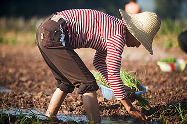 A woman working in the fields planting vegetables in Yunnan Province, China, Asia