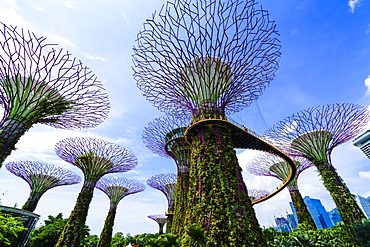 Supertree Grove in the Gardens by the Bay, a futuristic botanical gardens and park, Marina Bay, Singapore, Southeast Asia, Asia