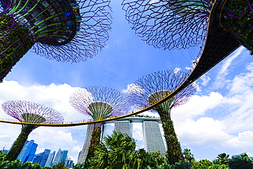 Supertree Grove in the Gardens by the Bay, a futuristic botanical gardens and park, Marina Bay, Singapore, Southeast Asia, Asia