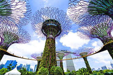 Supertree Grove in the Gardens by the Bay, a futuristic botanical gardens and park, Marina Bay, Singapore, Southeast Asia, Asia