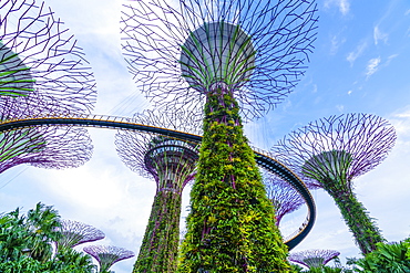 Supertree Grove in the Gardens by the Bay, a futuristic botanical gardens and park, Marina Bay, Singapore, Southeast Asia, Asia