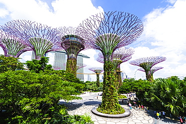 Supertree Grove in the Gardens by the Bay, a futuristic botanical gardens and park, Marina Bay, Singapore, Southeast Asia, Asia