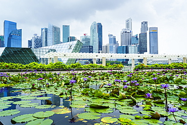 Water lily garden by the ArtScience Museum with city skyline beyond, Marina Bay, Singapore, Southeast Asia, Asia