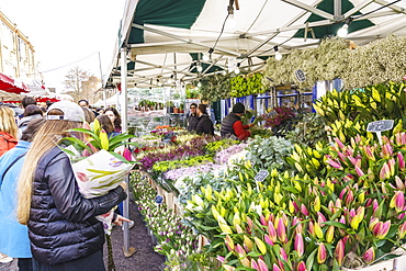 Columbia Road Flower Market, a very popular Sunday market between Hoxton and Bethnal Green in East London, London, England, United Kingdom, Europe