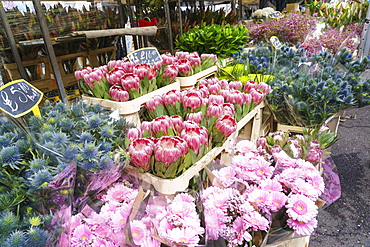 Columbia Road Flower Market, a very popular Sunday market between Hoxton and Bethnal Green in East London, London, England, United Kingdom, Europe