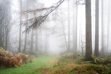 Foggy autumn woods at Wass Bank near Helmsley, The North Yorkshire Moors, Yorkshire, England, United Kingdom, Europe