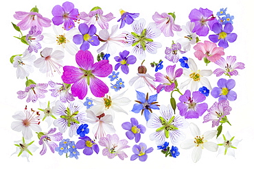 Spring flowers, geraniums, borrage, herb, blue, white, pink arranged on white background