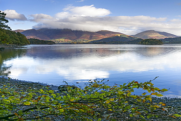 Skiddaw and Blencathra fells from Borrowdale, Derwent Water, Lake District National Park, Cumbria, England, United Kingdom, Europe