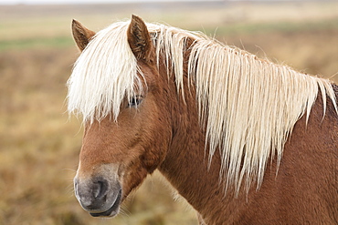 Icelandic horse, Snaefellsnes peninsula, Iceland, Polar Regions