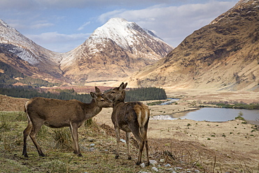 Red deer in Glen Etive, Glencoe, Highlands, Scotland, United Kingdom, Europe