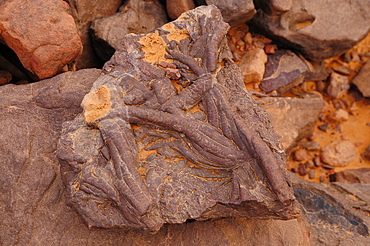 Fossils found on a surface of Tadrart Desert, Algeria