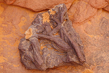 Fossils found on a surface of Tadrart Desert, Algeria