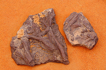 Fossils found on a surface of Tadrart Desert, Algeria