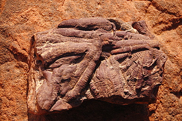 Fossils found on a surface of Tadrart Desert, Algeria