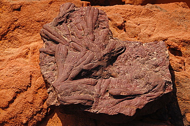 Fossils found on a surface of Tadrart Desert, Algeria