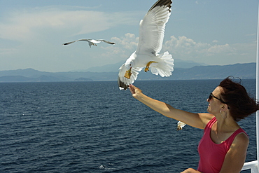 Woman feeding seagulls on a ferry from Kavala to Thassos, North Aegean Sea, Greek Islands, Greece, Europe