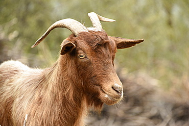 Domestic goat, Albania, Europe