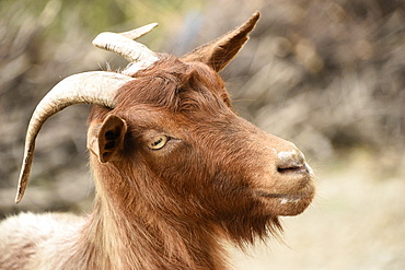 Domestic goat, Albania, Europe