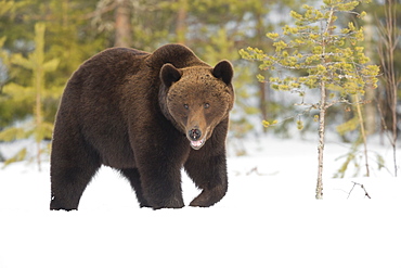 Brown Bear (Ursus arctos) during spring snowfall, Finland, Scandinavia, Europe