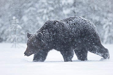 Brown Bear (Ursus arctos) during spring snowfall, Finland, Scandinavia, Europe