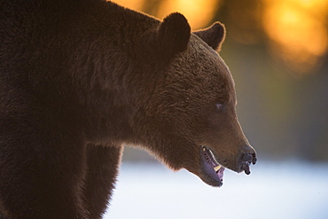 Brown Bear (Ursus arctos) during spring snowfall, Finland, Scandinavia, Europe