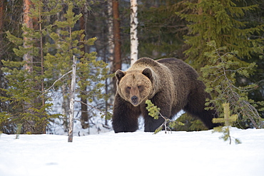 Brown Bear (Ursus arctos) during spring snowfall, Finland, Scandinavia, Europe