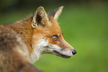 Red fox head portrait, Suffolk, England, United Kingdom, Europe