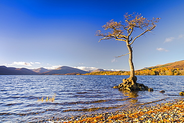 Lone tree, Milarrochy Bay, Loch Lomond, Scotland, United Kingdom, Europe