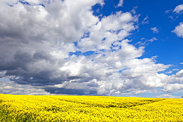 Rape field, Rapeseed (Brassica napus), Perthshire, Scotland, United Kingdom, Europe