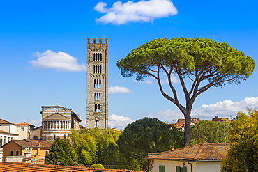 Basilica of San Frediano, Pinus Pinaster pine tree, Lucca, Tuscany, Italy, Europe