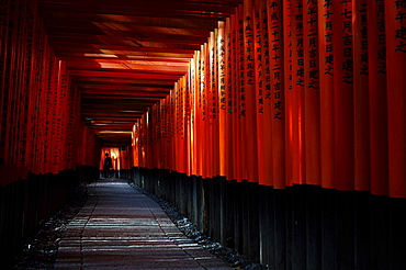 Torii tunnel, Fushimi-inari shrine, Kyoto, Japan, Asia