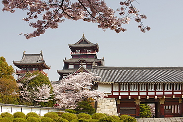 Momoyama castle during cherry blossom season, Kyoto, Japan, Asia