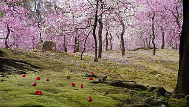 Camelia fallen on moss garden during plum blossom, Jonan-gu shrine, Kyoto, Japan, Asia