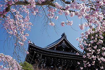 Cherry blossom in Yuzen-en gardens, Kyoto, Japan, Asia