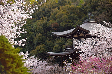 Cherry blossoms in Kaju-ji temple, Kyoto, Japan, Asia